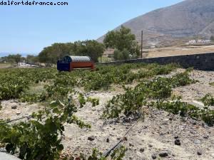 Estate Argyros Winery - Santorini, Greece - NCL Jade - Atlantis Greek Isle Cruise