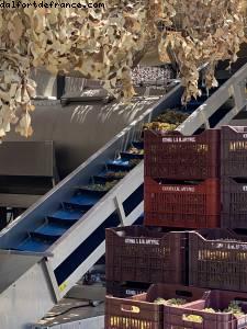 Estate Argyros Winery - Santorini, Greece - NCL Jade - Atlantis Greek Isle Cruise