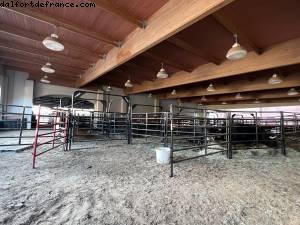 Les taureaux sont prêts pour le rodéo de ce soir - Fort Worth, Texas