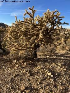 conduite dans le désert de Palm Springs à Las Vegas