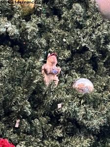 Earl's Christmas tree - Universal Studios - Orlando, Florida