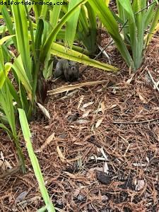 Pathway to Hotels - Universal Resort - Orlando, Florida