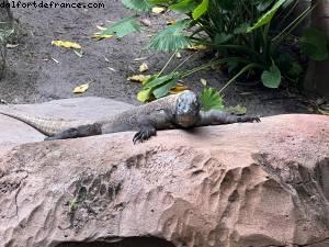 Animal Kingdom - Walt Disney World - Orlando, Florida