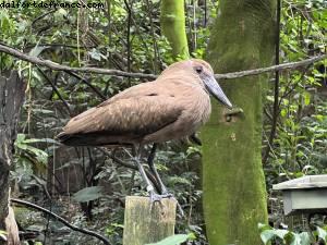 Animal Kingdom - Walt Disney World - Orlando, Florida
