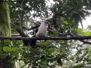 Animal Kingdom - Walt Disney World - Orlando, Florida