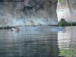 Animal Kingdom - Walt Disney World - Orlando, Florida