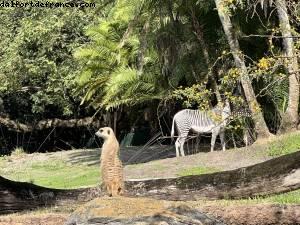 Animal Kingdom - Walt Disney World - Orlando, Florida