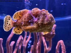 The Seas with Nemo and friends - Epcot - Walt Disney World - Orlando, Florida