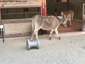 Animal Kingdom - Walt Disney World - Orlando, Florida