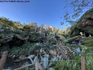 Hotel Early opening - Avatar - Animal Kingdom - Walt Disney World- Orlando, Florida