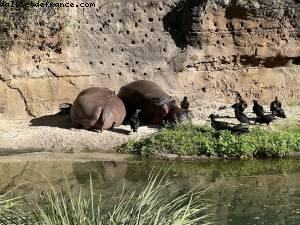 Safari - Animal Kingdom - Walt Disney World- Orlando, Florida
