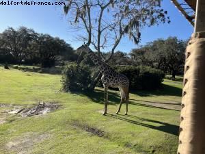 Safari - Animal Kingdom - Walt Disney World- Orlando, Florida