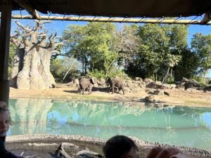 Safari - Animal Kingdom - Walt Disney World- Orlando, Florida