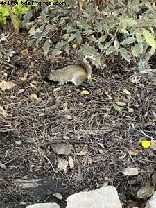 Animal Kingdom - Walt Disney World- Orlando, Florida