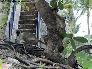 Hilton Hotel - La Barbade