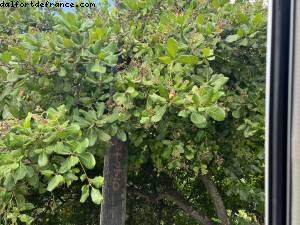 Noix de Cajou - Tour de l'île - La Grenade - Silver Spirit - Croisière Atlantis Silver Spirit
