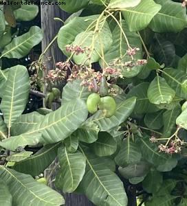 Noix de Cajou - Tour de l'île - La Grenade - Silver Spirit - Croisière Atlantis Silver Spirit