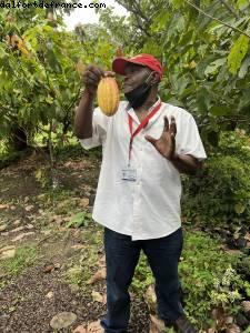 Cacao - Tour de l'île - La Grenade - Silver Spirit - Croisière Atlantis Silver Spirit