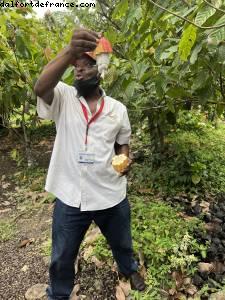 Cacao - Tour de l'île - La Grenade - Silver Spirit - Croisière Atlantis Silver Spirit