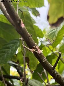Cacao - Tour de l'île - La Grenade - Silver Spirit - Croisière Atlantis Silver Spirit
