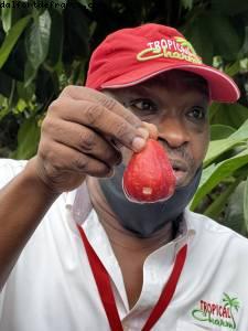 Noix de Cajou - Tour de l'île - La Grenade - Silver Spirit - Croisière Atlantis Silver Spirit