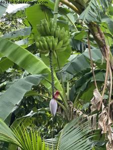 Bananes - Tour de l'île - La Grenade - Silver Spirit - Croisière Atlantis Silver Spirit