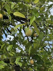 Noix de muscade - Tour de l'île - La Grenade - Silver Spirit - Croisière Atlantis Silver Spirit
