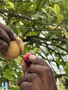 Noix de muscade - Tour de l'île - La Grenade - Silver Spirit - Croisière Atlantis Silver Spirit