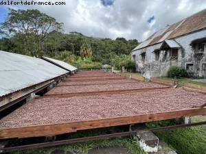 Usine de Chocolat à Diamond (Jouvay) - Tour de l'île - La Grenade - Silver Spirit - Croisière Atlantis Silver Spirit