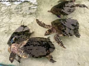 Bequia - St Vincent des Grenadines - Silver Spirit - Croisière Atlantis Silver Spirit