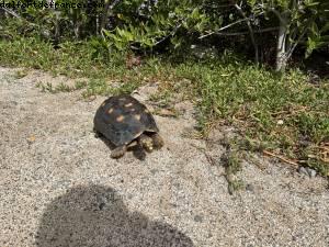 Plage des salines - Saint Barth, France - Silver Spirit - Croisière Atlantis Silver Spirit