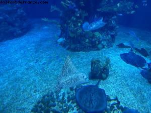 Epcot, Walt Disney World 