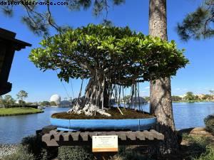 Flower and garden festival - Epcot - Walt Disney World