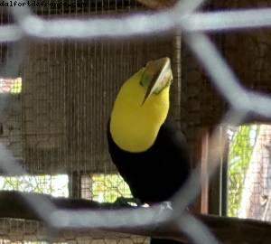 Harvest Caye, Belize - Norwegian Pearl - RSVP Cruise