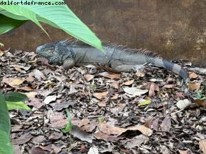 Harvest Caye, Belize - Norwegian Pearl - RSVP Cruise