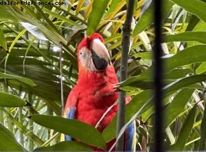 Harvest Caye, Belize - Norwegian Pearl - RSVP Cruise