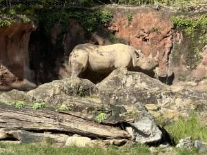 Safari - Disney’s Animal Kingdom - Walt Disney World