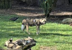 Safari - Disney’s Animal Kingdom - Walt Disney World