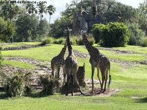 Safari - Disney’s Animal Kingdom - Walt Disney World