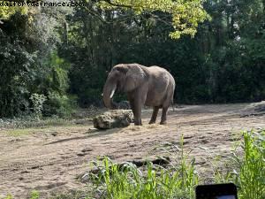 Safari - Disney’s Animal Kingdom - Walt Disney World