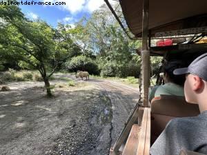 Safari - Disney’s Animal Kingdom - Walt Disney World