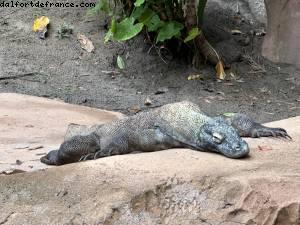 Maharajah Jungle Trek - Disney’s Animal Kingdom - Walt Disney World