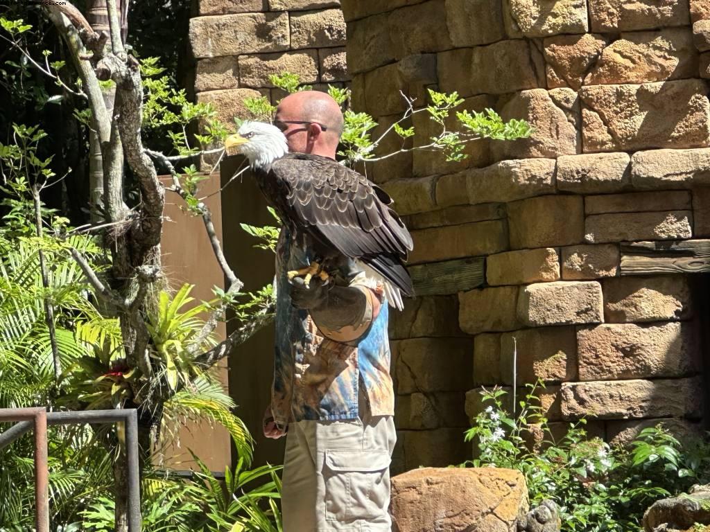 Feathered Friends in flight - Disney’s Animal Kingdom - Walt Disney World