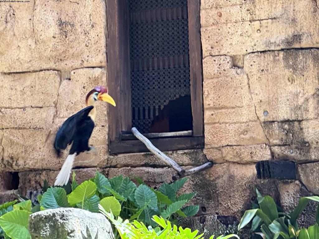 Feathered Friends in flight - Disney’s Animal Kingdom - Walt Disney World