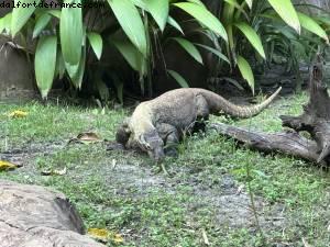 Animal Kingdom - Walt Disney World