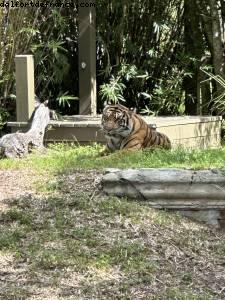 Animal Kingdom - Walt Disney World