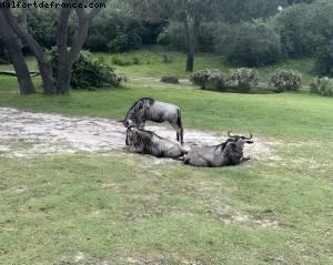 Animal kingdom - Walt Disney world