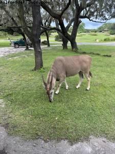 Animal kingdom - Walt Disney world