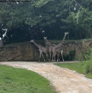 Animal kingdom - Walt Disney world