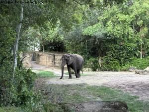 Animal Kingdom - Walt Disney World